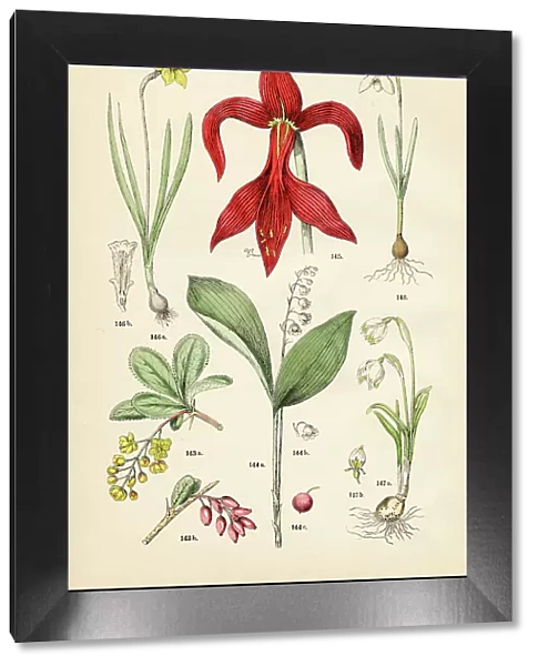 Barberry, lily-of-the-valley, aztec lily, wild daffodil, snowbell, snowdrop - Botanical illustration 1883