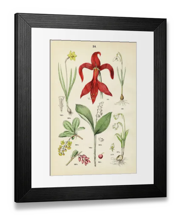 Framed Print : Barberry, lily-of-the-valley, aztec lily, wild daffodil, snowbell, snowdrop - Botanical illustration 1883 Framed Print : Barberry, lily-of-the-valley, aztec lily, wild daffodil, snowbell, snowdrop - Botanical illustration 1883