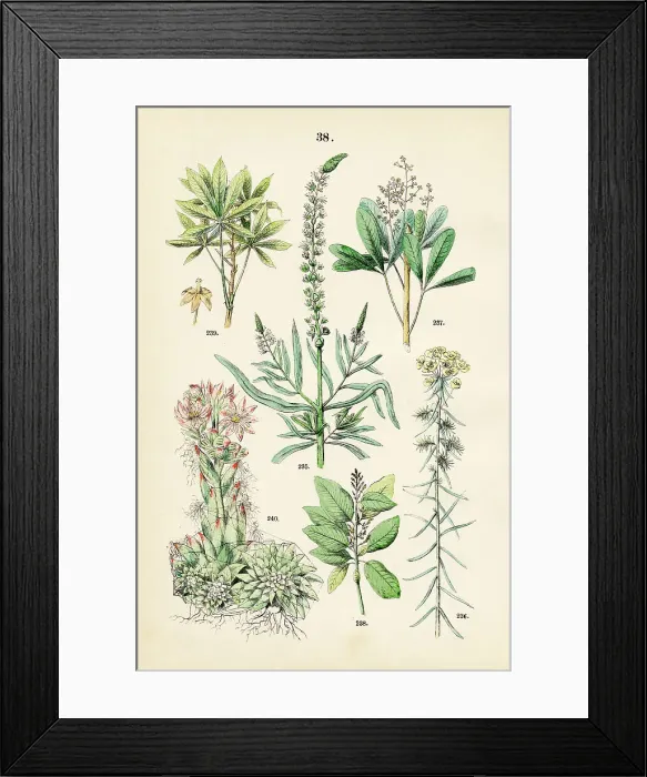 Framed Print : Dyer's rocket, cypress spurge, rubber tree, cascarilla, cassava, houseleek - Botanical illustration 1883 Framed Print : Dyer's rocket, cypress spurge, rubber tree, cascarilla, cassava, houseleek - Botanical illustration 1883