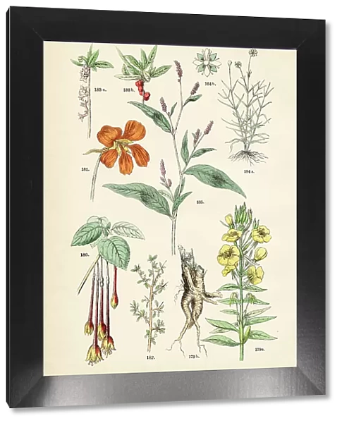 Evening primrose, lady's eardrops, nasturtium, sea torchwood, paradise plant, sandworts, spotted ladysthumb - Botanical illustration 1883