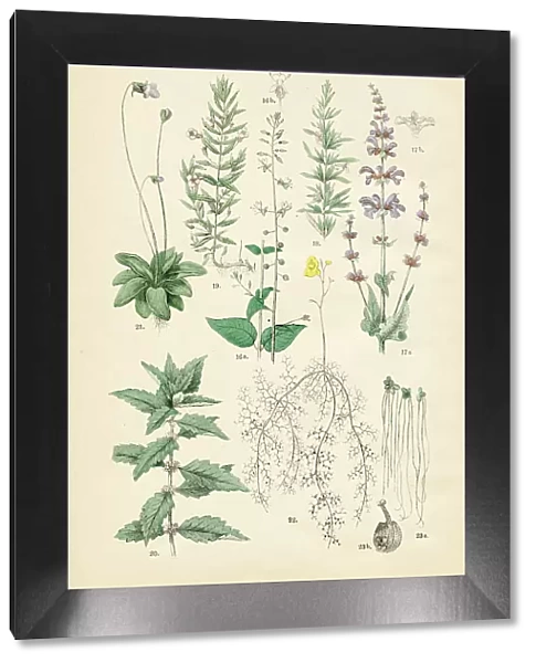 Meadow sage, rosemary, herb of grace, gypsywort, butterwort, bladderwort, duckweed - Botanical illustration 1883