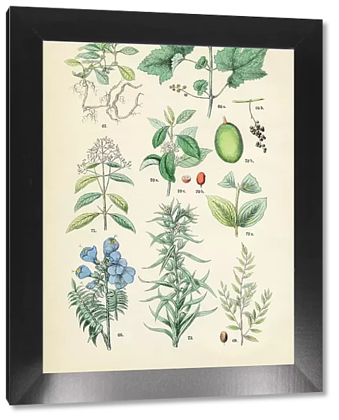 Grape wine, ipecac, Jacob's ladder, jujube, arabian coffee, quinine, strychnine tree - Botanical illustration 1883