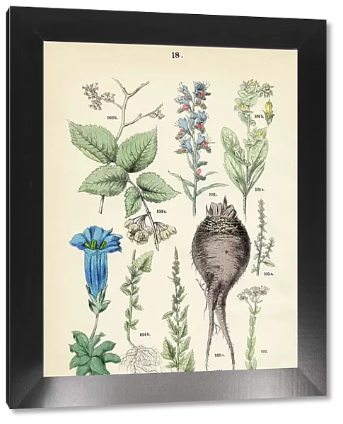 Lesser honeywort, viper's bugloss, elm of the plains, beet, trumpet gentian, centaury - Botanical illustration 1883