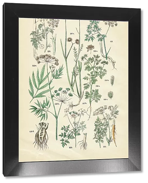 Caraway, small bur-parsley, water hemlock, fool's-parsley, bur parsley, poison hemlock - Botanical illustration 1883
