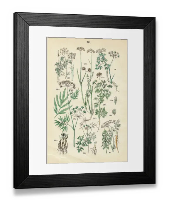 Framed Print : Caraway, small bur-parsley, water hemlock, fool's-parsley, bur parsley, poison hemlock - Botanical illustration 1883 Framed Print : Caraway, small bur-parsley, water hemlock, fool's-parsley, bur parsley, poison hemlock - Botanical illustration 1883