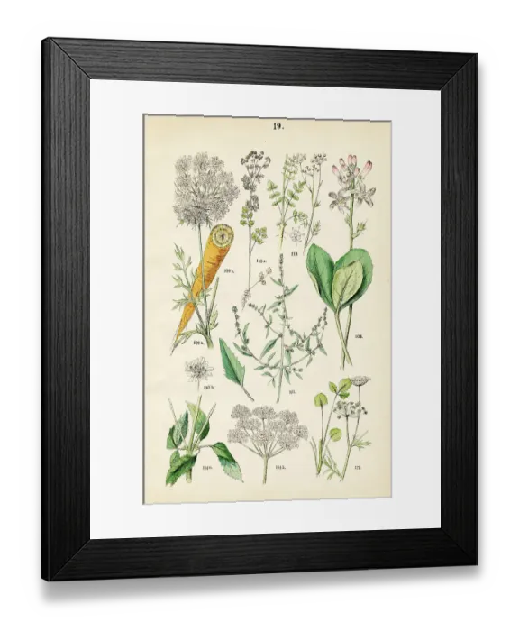 Framed Print : Bog bean, wild carrot, cilantro, mountain spinach, scarlet pimpernel, anise, ground elder - Botanical illustration 1883 Framed Print : Bog bean, wild carrot, cilantro, mountain spinach, scarlet pimpernel, anise, ground elder - Botanical illustration 1883