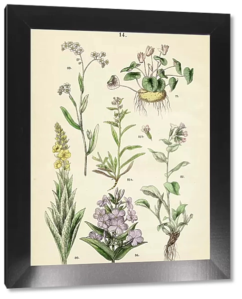 Alpine violet, mullein, bugloss, lungwort, forget-me-nots, meadow phlox - Botanical illustration 1883