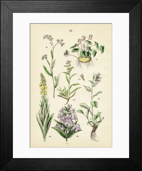 Framed Print : Alpine violet, mullein, bugloss, lungwort, forget-me-nots, meadow phlox - Botanical illustration 1883 Framed Print : Alpine violet, mullein, bugloss, lungwort, forget-me-nots, meadow phlox - Botanical illustration 1883