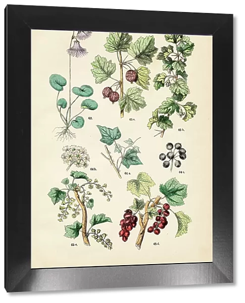 lpine snowbell, english ivy, currant - Botanical illustration 1883