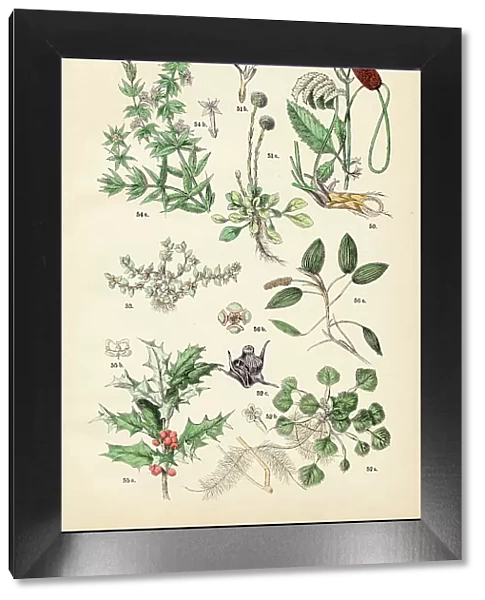 Great burnet, globe daisy, water caltrop, chaffweed, blue madder, english holly, pondweed - Botanical illustration 1883