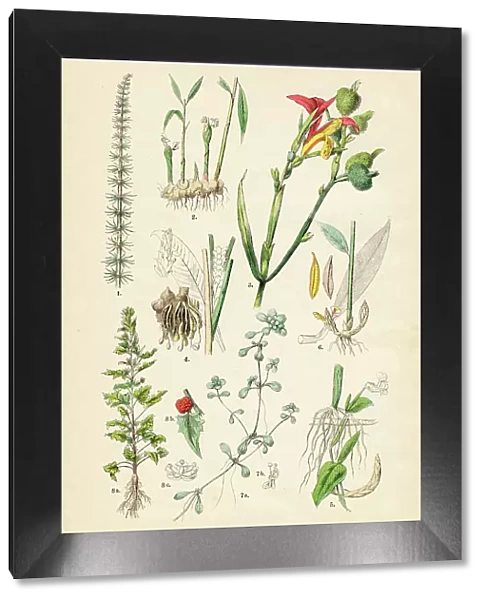 Ginger, arrowroot, curcuma, stone parsley, vernal water-starwort, strawberry - Botanical illustration 1883