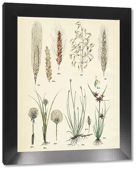Brown flats edge, spike-rush, tussock cottongrass, wheat, rye, barley, oatmea - Botanical illustration 1883