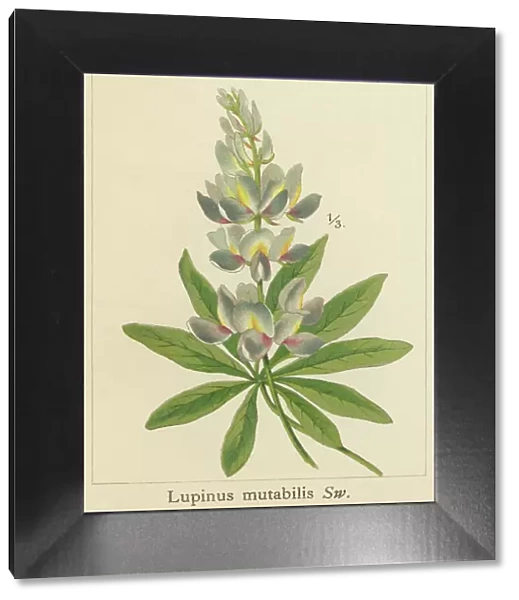 Old chromolithograph illustration of Botany, tarwi, chocho, altramuz, Andean lupin, South American lupin, Peruvian field lupin, and pearl lupin (Lupinus mutabilis)