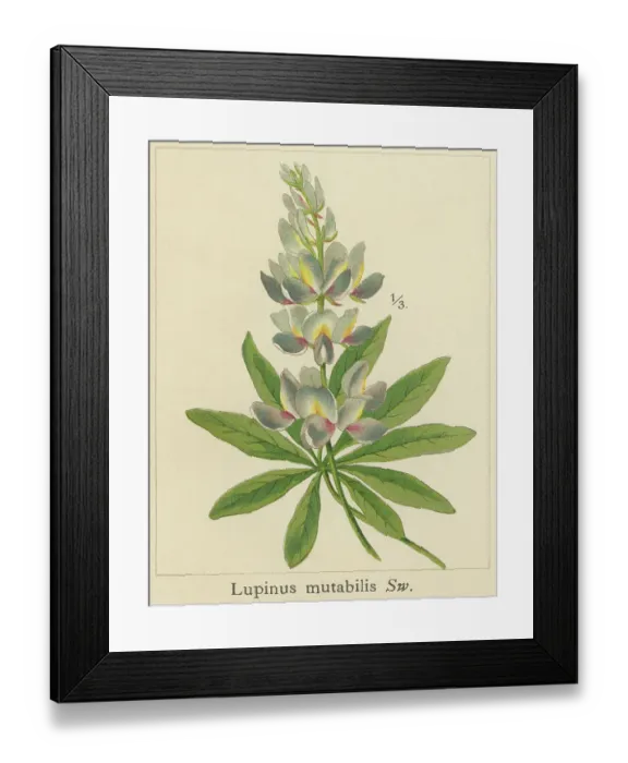Framed Print : Old chromolithograph illustration of Botany, tarwi, chocho, altramuz, Andean lupin, South American lupin, Peruvian field lupin, and pearl lupin (Lupinus mutabilis) Framed Print : Old chromolithograph illustration of Botany, tarwi, chocho, altramuz, Andean lupin, South American lupin, Peruvian field lupin, and pearl lupin (Lupinus mutabilis)