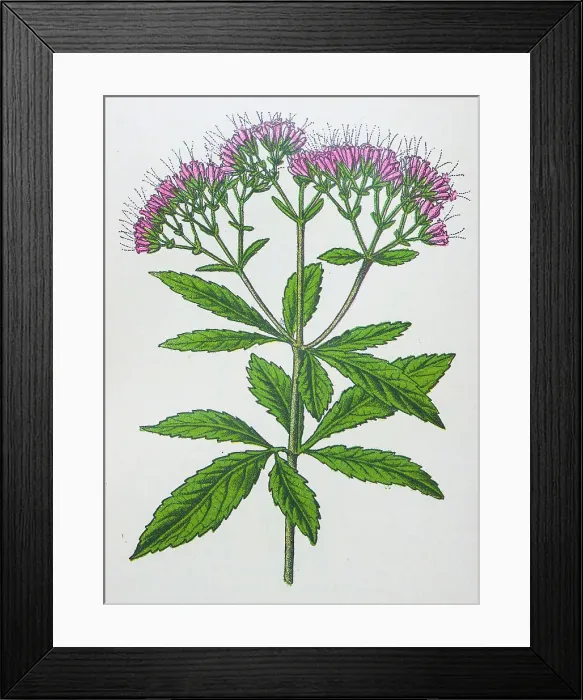 Framed Print : Antique botany illustration: Hemp Agrimony, Eupatorium cannabinum Framed Print : Antique botany illustration: Hemp Agrimony, Eupatorium cannabinum