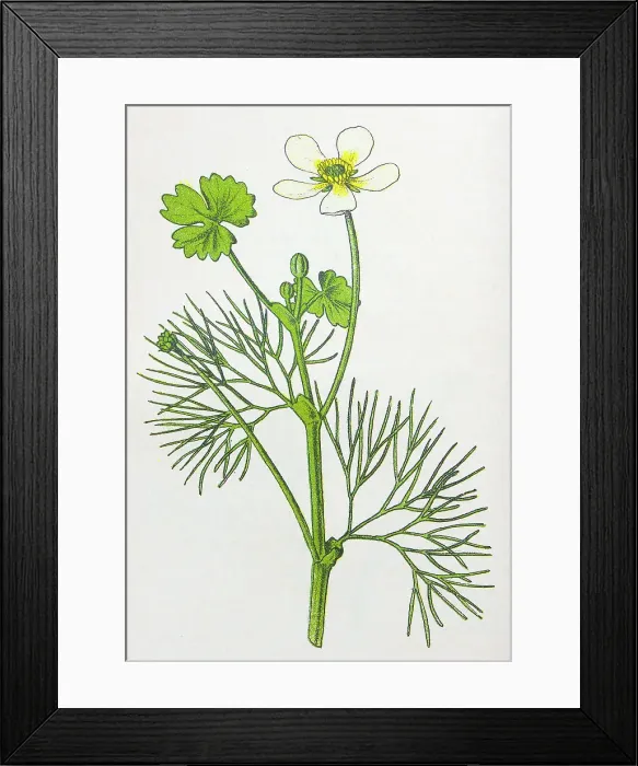 Framed Print : Antique botany illustration: Water Fennel, Water Crowfoot, Ranunculus trichophyllus Framed Print : Antique botany illustration: Water Fennel, Water Crowfoot, Ranunculus trichophyllus
