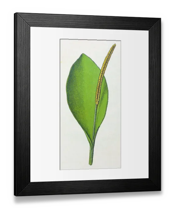 Framed Print : Antique botany illustration: Adder's tongue fern, Ophioglossum vulgatum