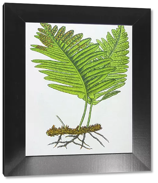 Antique botany illustration: Polypody Fern, Polypodium vulgare