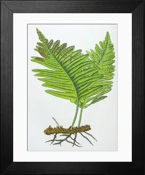 Framed Print : Antique botany illustration: Polypody Fern, Polypodium vulgare Framed Print : Antique botany illustration: Polypody Fern, Polypodium vulgare