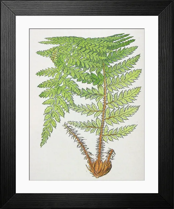 Framed Print : Antique botany illustration: Prickly Shield Fern, Aspidium aculeatum Framed Print : Antique botany illustration: Prickly Shield Fern, Aspidium aculeatum