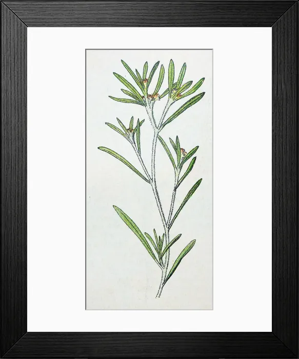 Framed Print : Antique botany illustration: Marsh Cudweed, Gnaphalium uliginosum Framed Print : Antique botany illustration: Marsh Cudweed, Gnaphalium uliginosum