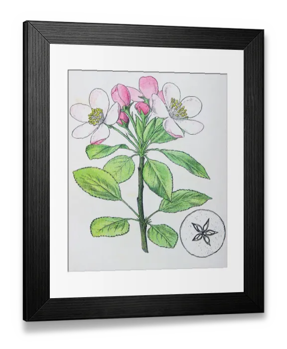 Framed Print : Antique botany illustration: Wild Apple, Crab, Pyrus Malus Framed Print : Antique botany illustration: Wild Apple, Crab, Pyrus Malus