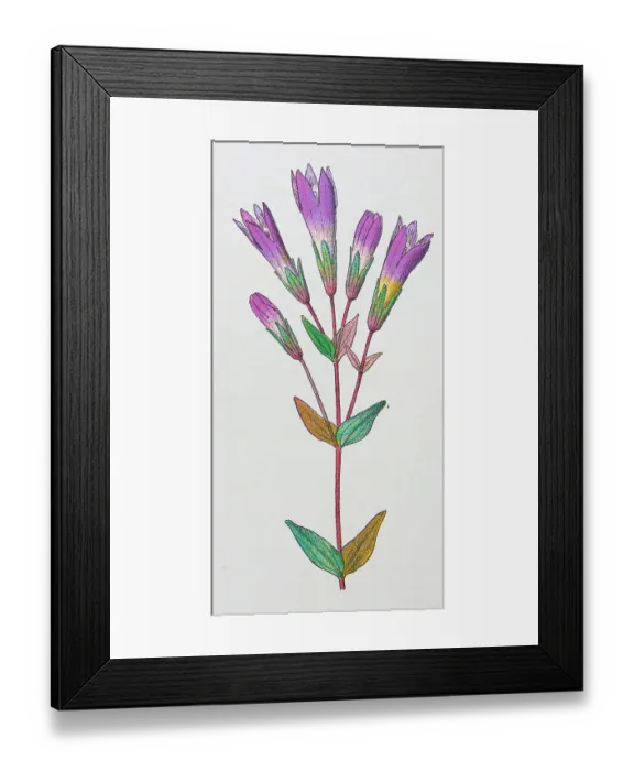 Framed Print : Antique botany illustration: Felwort, Gentiana germanica Framed Print : Antique botany illustration: Felwort, Gentiana germanica