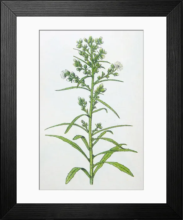 Framed Print : Antique botany illustration: Canadian fleabane, Erigeron canadense