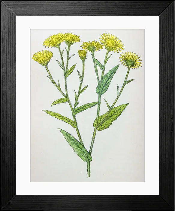Framed Print : Antique botany illustration: Fleabane, Pulicaria dysenterica
