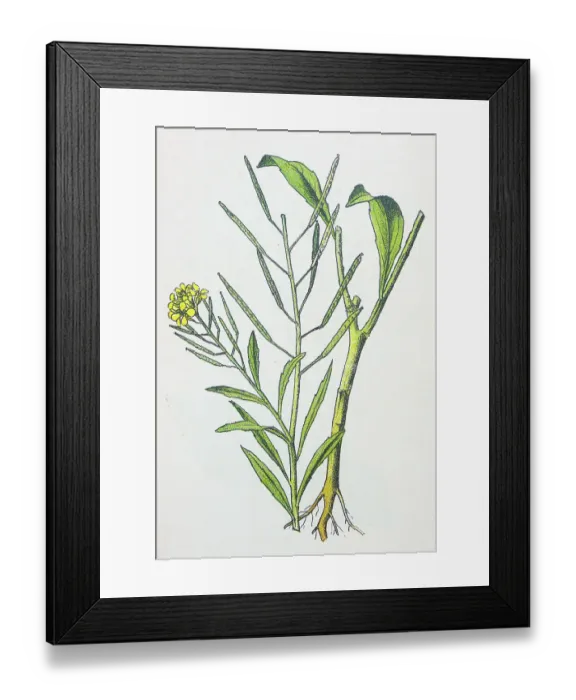Framed Print : Antique botany illustration: Treacle Mustard, Erysimum cheiranthoides Framed Print : Antique botany illustration: Treacle Mustard, Erysimum cheiranthoides