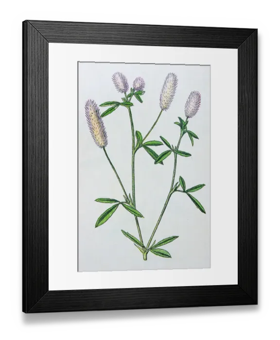 Framed Print : Antique botany illustration: Hares foot trefoil, Trifolium arvense Framed Print : Antique botany illustration: Hares foot trefoil, Trifolium arvense