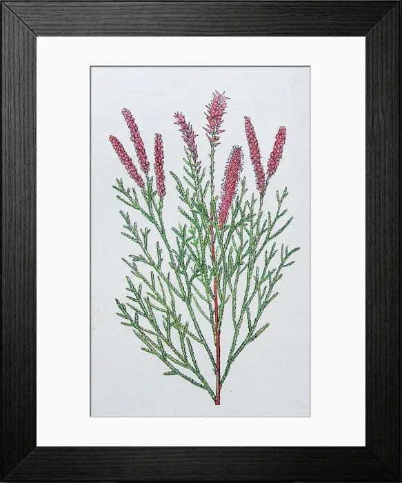 Framed Print : Antique botany illustration: Tamarisk, Tamarix Gallica Framed Print : Antique botany illustration: Tamarisk, Tamarix Gallica