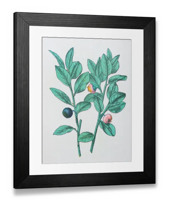 Framed Print : Antique botany illustration: Whortleberry, lingonberry, Vaccinium myrtillus Framed Print : Antique botany illustration: Whortleberry, lingonberry, Vaccinium myrtillus