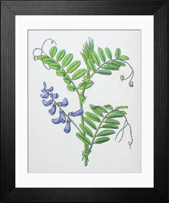 Framed Print : Antique botany illustration: Tufted Vetch, Vicia cracca Framed Print : Antique botany illustration: Tufted Vetch, Vicia cracca