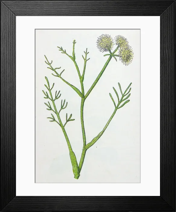 Framed Print : Antique botany illustration: Water Dropwort, Oenanthe fistulosa Framed Print : Antique botany illustration: Water Dropwort, Oenanthe fistulosa