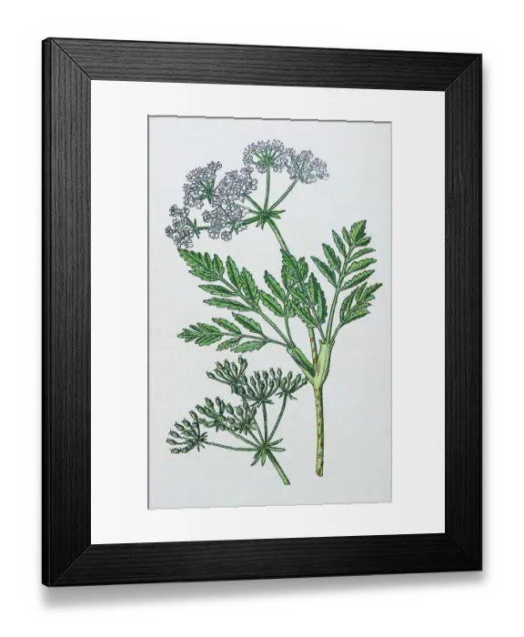 Framed Print : Antique botany illustration: Hemlock, Conium maculatum