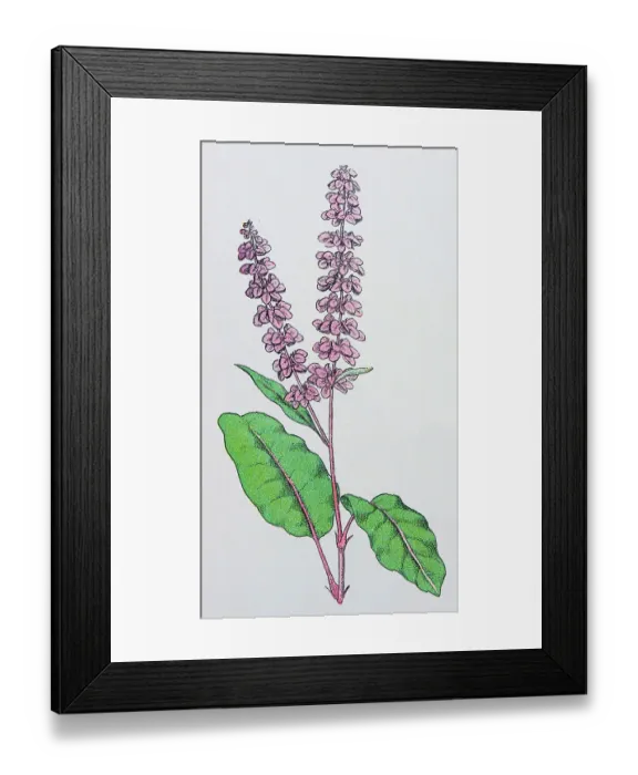 Framed Print : Antique botany illustration: Curled Dock, Rumex crispus Framed Print : Antique botany illustration: Curled Dock, Rumex crispus