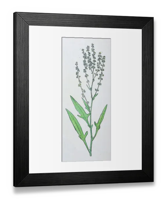 Framed Print : Antique botany illustration: Sheep's Sorrel, Rumex acetosella Framed Print : Antique botany illustration: Sheep's Sorrel, Rumex acetosella