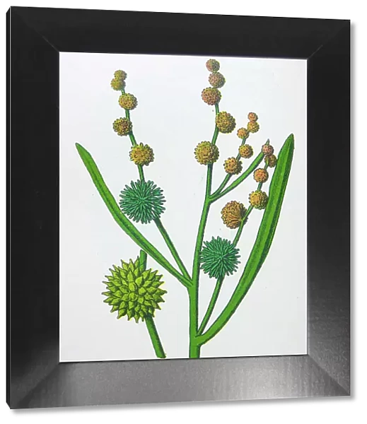 Antique botany illustration: Bur Reed, Sparganium ramosum