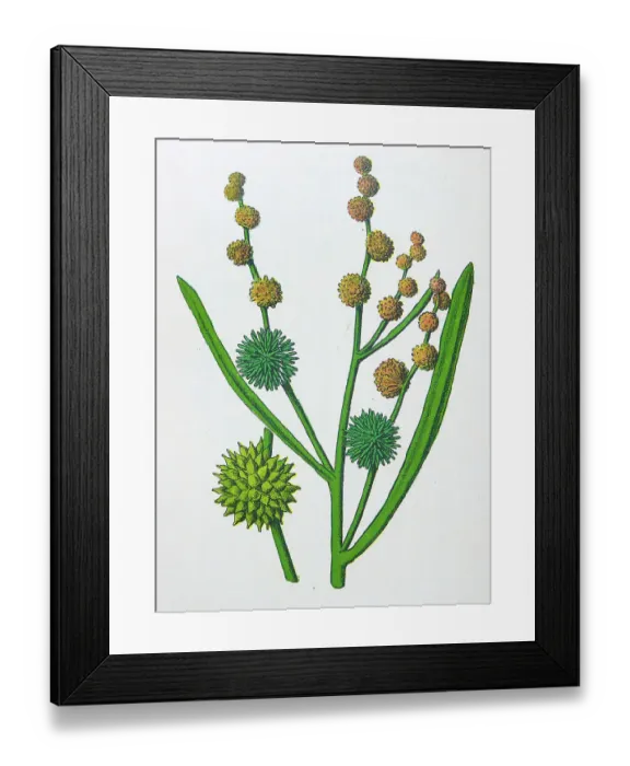 Framed Print : Antique botany illustration: Bur Reed, Sparganium ramosum Framed Print : Antique botany illustration: Bur Reed, Sparganium ramosum