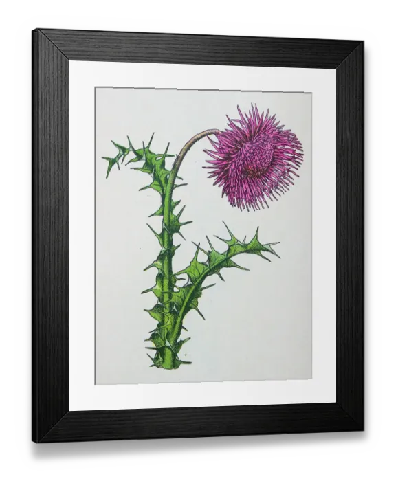 Framed Print : Antique botany illustration: Musk Thistle, Carduus nutans Framed Print : Antique botany illustration: Musk Thistle, Carduus nutans
