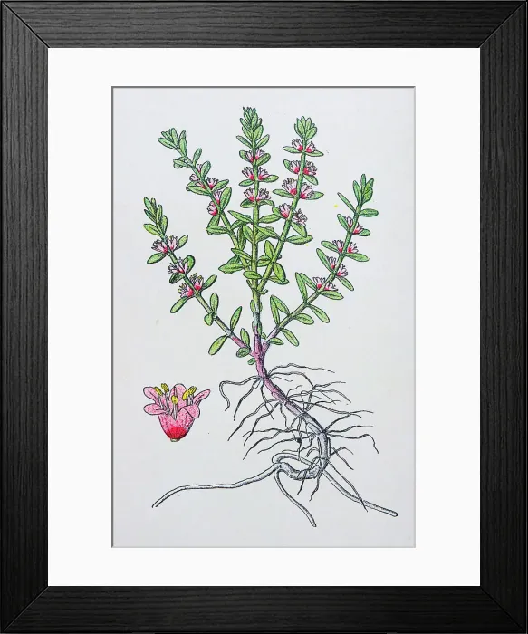 Framed Print : Antique botany illustration: Sea Milkwort, Glaux maritima Framed Print : Antique botany illustration: Sea Milkwort, Glaux maritima