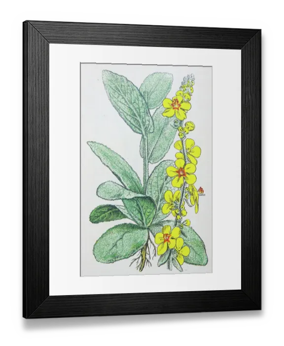 Framed Print : Antique botany illustration: Great Mullein, Verbascum thapsus Framed Print : Antique botany illustration: Great Mullein, Verbascum thapsus