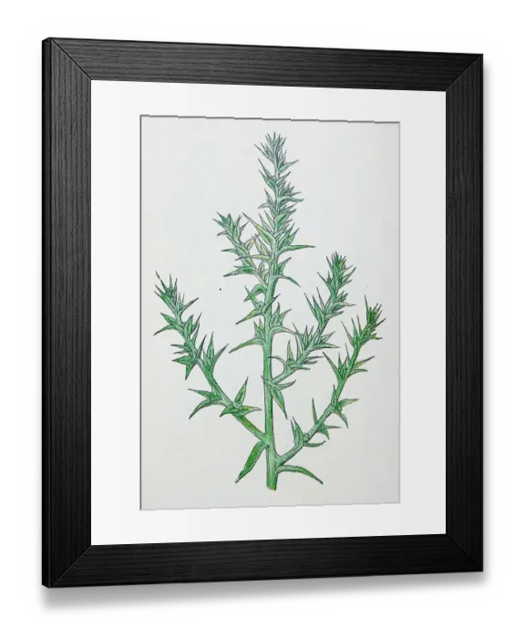 Framed Print : Antique botany illustration: Prickly Saltwort, Salsola kali