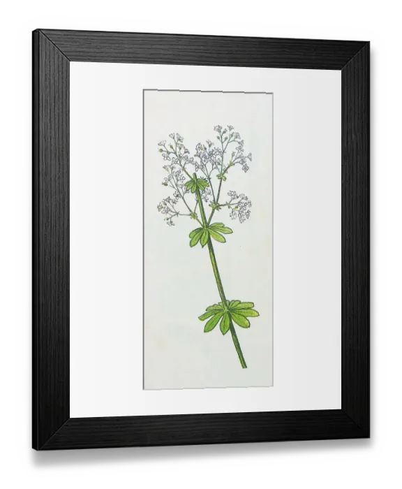 Framed Print : Antique botany illustration: Yellow Bedstraw, Galium verum Framed Print : Antique botany illustration: Yellow Bedstraw, Galium verum