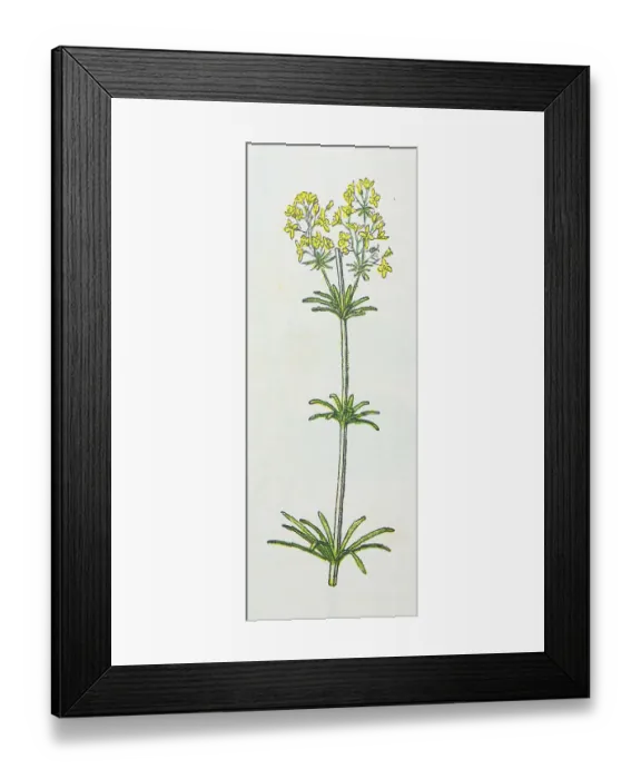 Framed Print : Antique botany illustration: Hedge Bedstraw, Galium Mollugo Framed Print : Antique botany illustration: Hedge Bedstraw, Galium Mollugo