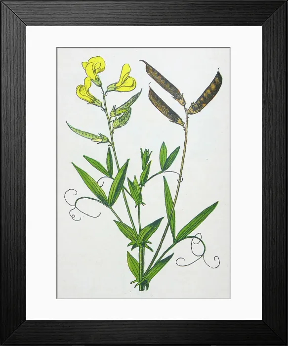 Framed Print : Antique botany illustration: Wild everlasting Pea, Lathyrus pratensis Framed Print : Antique botany illustration: Wild everlasting Pea, Lathyrus pratensis