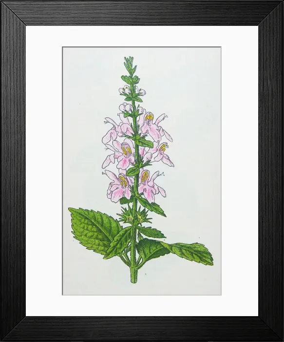 Framed Print : Antique botany illustration: Woundwort, Stachys sylvatica Framed Print : Antique botany illustration: Woundwort, Stachys sylvatica