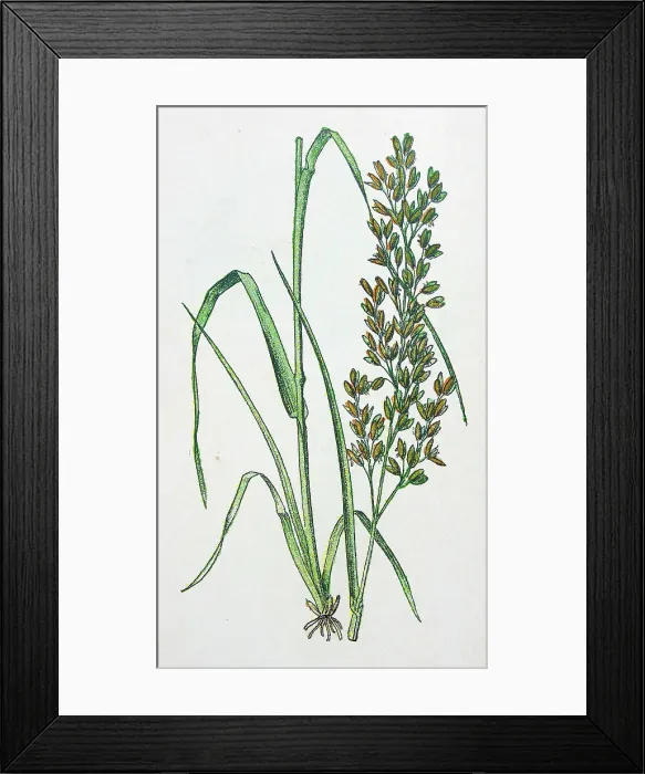 Framed Print : Antique botany illustration: Meadow Soft Grass, Holcus lanatus Framed Print : Antique botany illustration: Meadow Soft Grass, Holcus lanatus