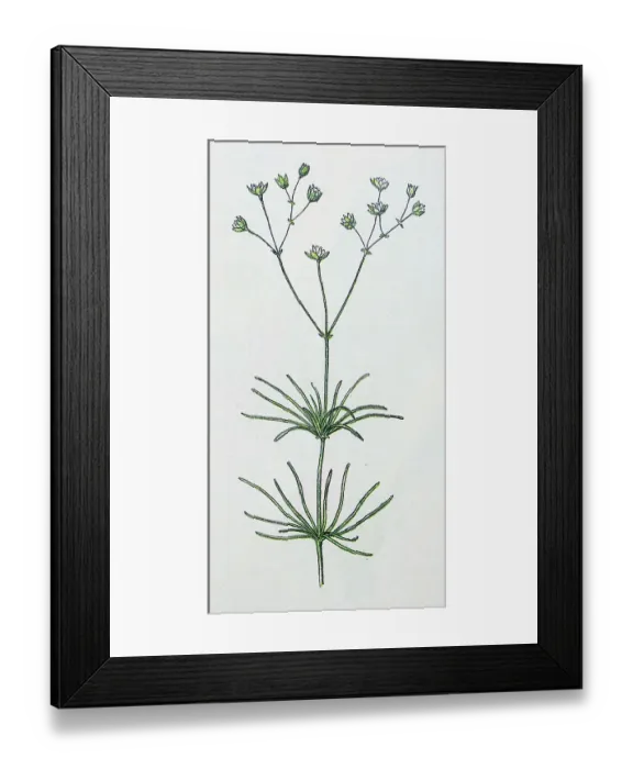 Framed Print : Antique botany illustration: Corn Spurrey, Spergula arvensis Framed Print : Antique botany illustration: Corn Spurrey, Spergula arvensis